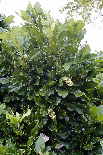 Kandy-Botanical garden-036